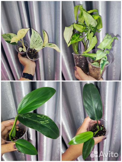 Филодендроны, сингониумы, эпипремнум