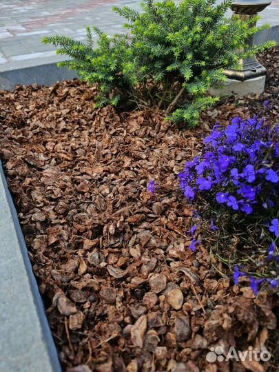 Мульча (отлет кедровых шишек)