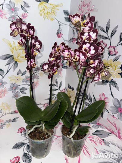 Орхидея фаленопсис