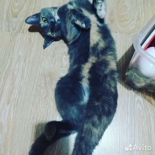 Кошка в дар бесплатно