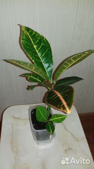 Комнатные растения