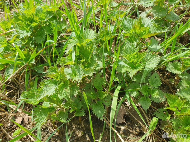 Крапива, сныть, веники для бани