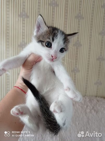 Кошечки в добрые ручки