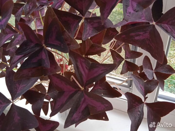 Комнатные цветы кислица