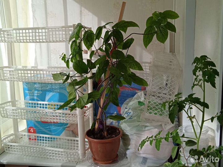 Клеродендрум