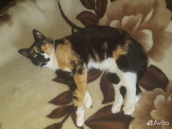 Кошка-трехцветка ищет семью