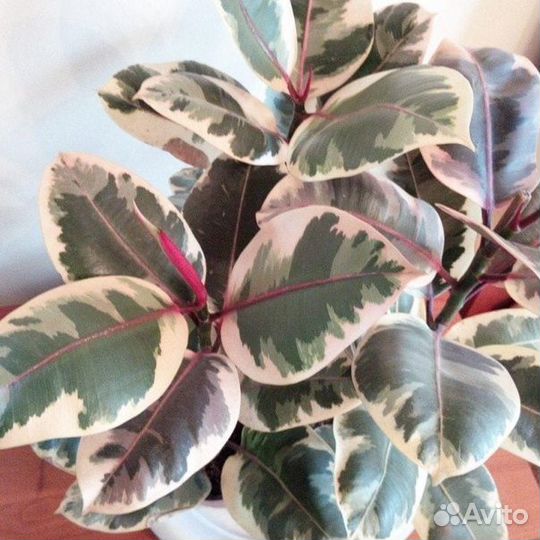 Фикус розовый. Ficus