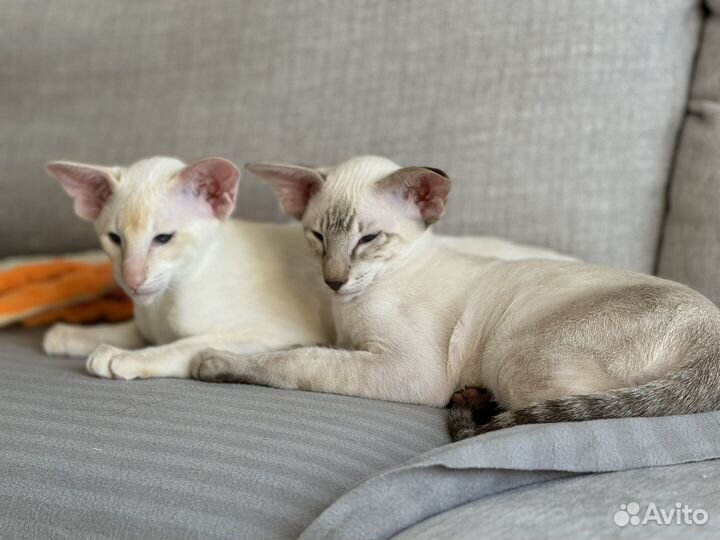 Ориентальные котята мальчики