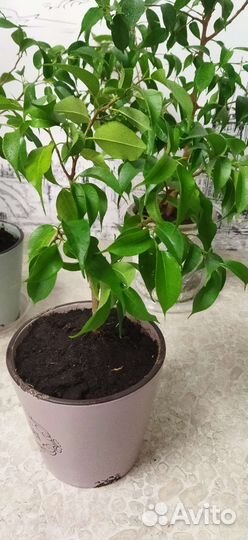 Фикус бенджамина