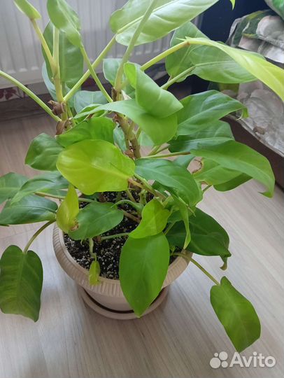 Филодендрон