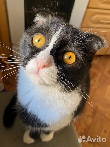 Кошка вислоухая