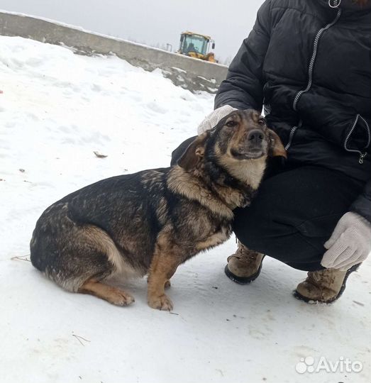 Помесь таксы