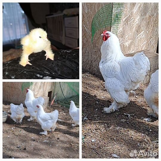 Брама Белая Инкубационное яйцо