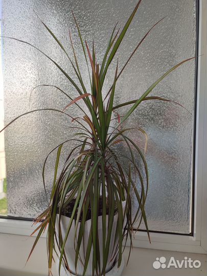 Пальма драцена