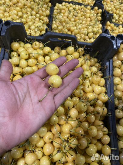 Черешня белая