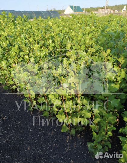 Тополь пирамидальный саженцы черенки без пуха