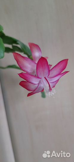 Декабрист розовый