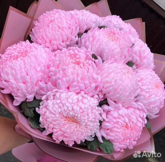 Хризантема