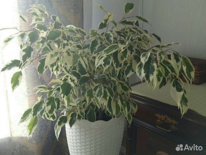 Фикус бенджамина пестролистный