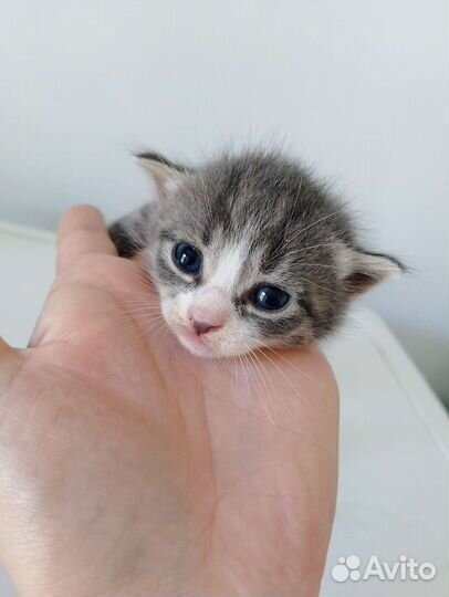 Котята в добрые руки бесплатно