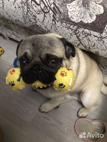 Мопс на вязку