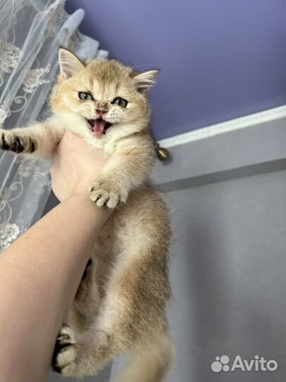 Британская золотая шиншилла девочка