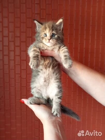 Котята Мейн-кун