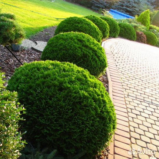 Туя западная Даника