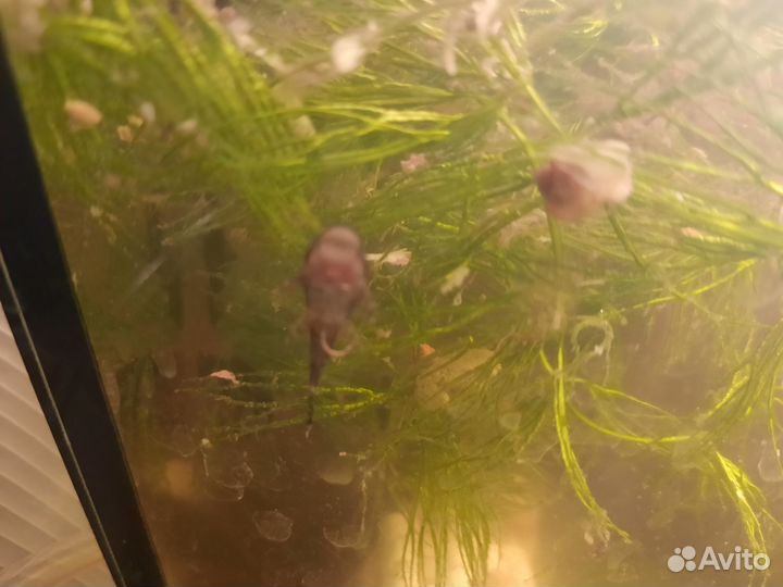 Сомики прилипалы собственного разведения 2 см