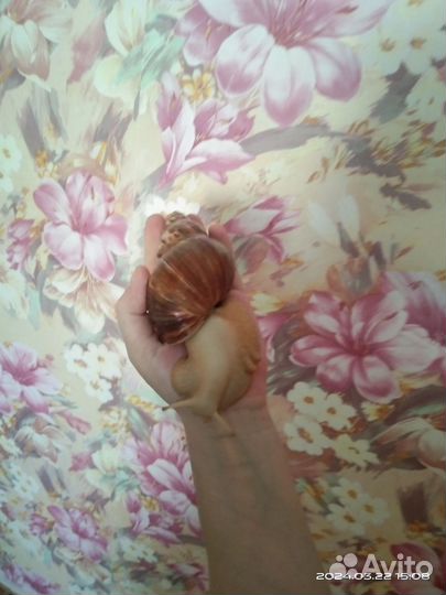 Улитки ахатины бесплатно