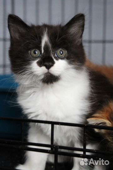Котенок Фасолька ищет дом