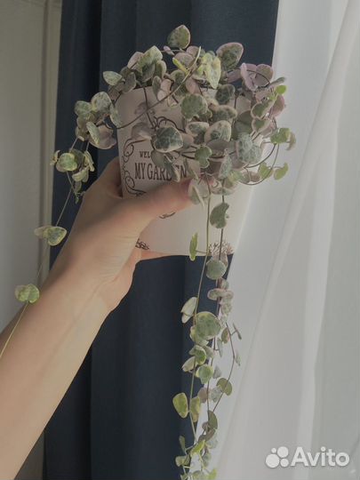 Церопегия вариегатная