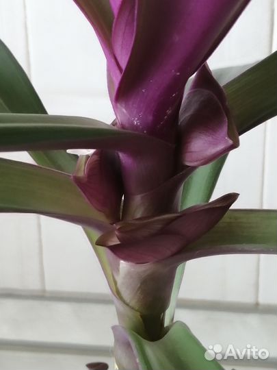 Рео. Гинура.Комнатные цветы