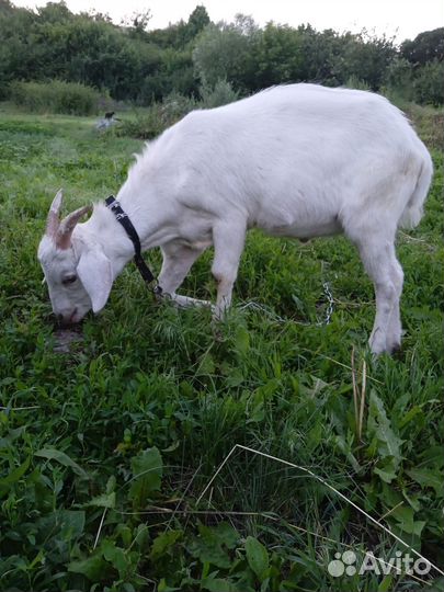 Козел для вязки