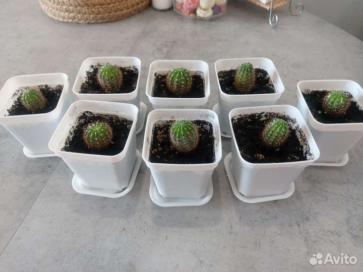 Кактус цветущий