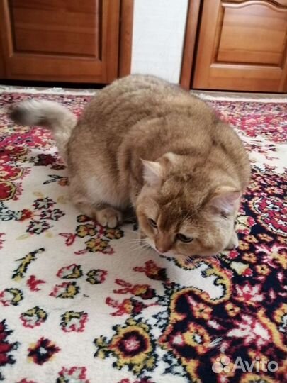 Золотая шиншилла