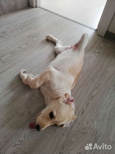 Продам лабрадора