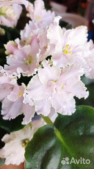 Детки сортовых фиалок