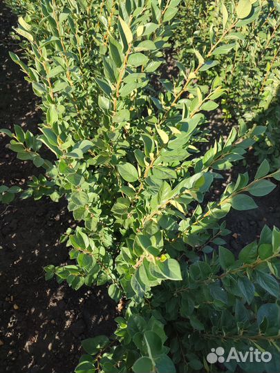 Кизильник блестящий