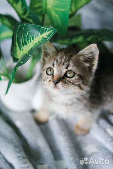 Мальчик 1,5-2 мес в добрые руки