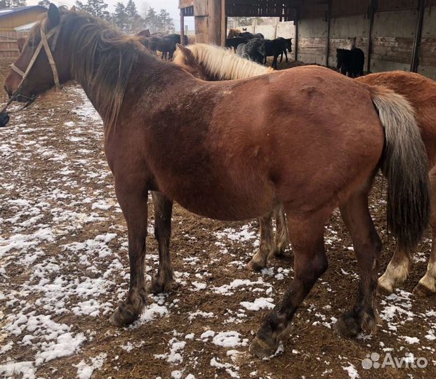 Продам лошадь