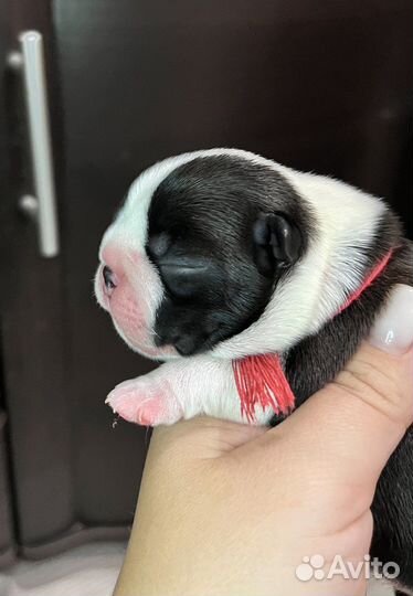 Бостон терьер