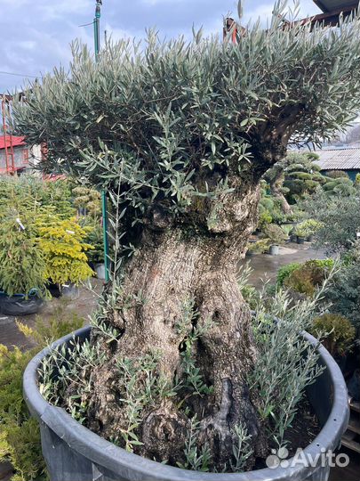 Оливковое дерево