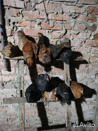 Цыплята несушки подрощенные