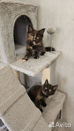 Котята мейн-кун