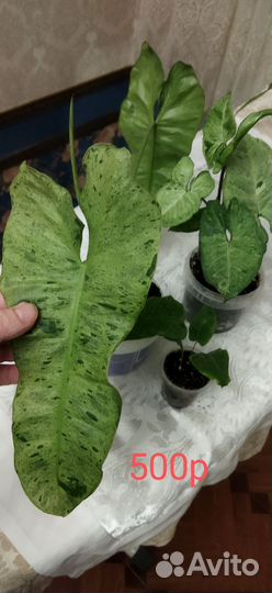 Комнатные цветы