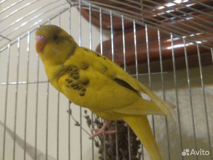 Птенцы волнистый попугай