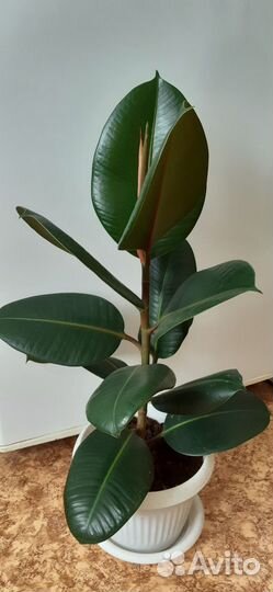 Комнатное растение фикус
