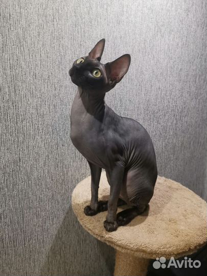 Канадский сфинкс кошка вязка