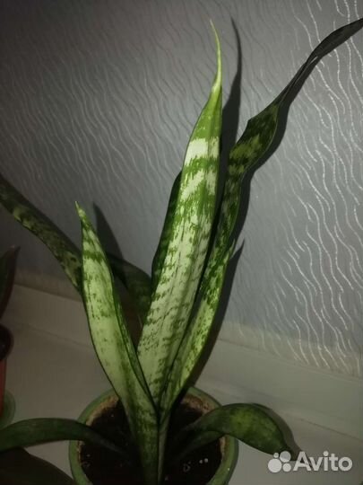Сансевиерия